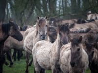 Wildpferde mittendrin