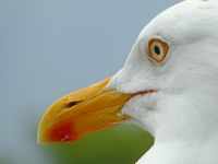 Eye of the Seagull