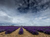 Lavendelfelder bei Valensole (Provence)