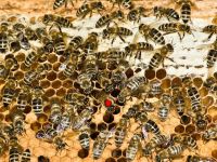 50 Bienen mit Königin bei der Eiablage