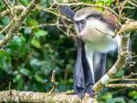 Grenada Mona Monkey