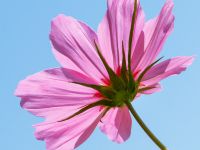 Cosmea