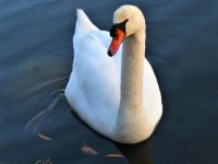 Schwan Nordpark Gladbeck