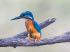 Eisvogel