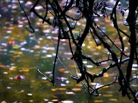 Teich mit Zweigen im bunten Licht