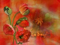 Roter Mohn