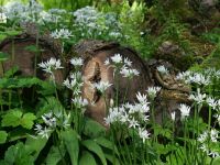 Frühling im Botanischen Garten