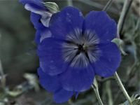 Storchenschnabel (Geranium pratense)