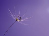 Little dandelion umbrella