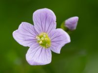 Wiesenschaumkraut