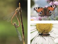 Libellensex Tagpfauenauge Bockkäfer