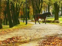 der Herbst