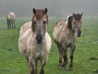 Wildpferde im Nebel